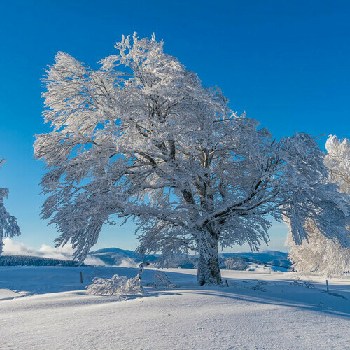 Winter im Naturpark S�dschwarzwald