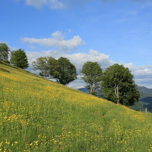 Sommer im Naturpark S�dschwarzwald