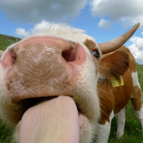 Hinterw�lder Rinder in Utzenfeld