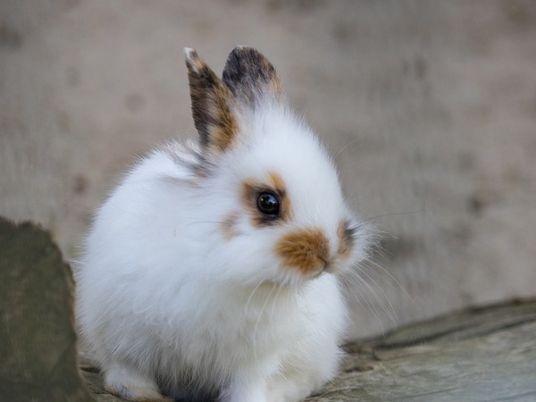 Häschen auf dem Mundenhof in Freiburg, Bildquelle: Pixabay Häschen auf dem Mundenhof in Freiburg, Bildquelle: Pixabay