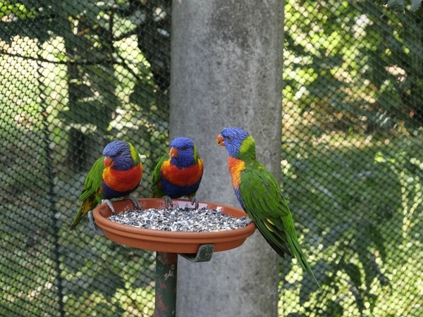 V�gel im Vogelpark in Steinen, Fotoquelle: Pixabay