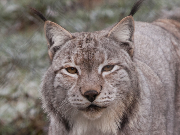 Wildkatze im Schwarzwaldzoo, Bildquelle: Pixabay Wildkatze im Schwarzwaldzoo, Bildquelle: Pixabay