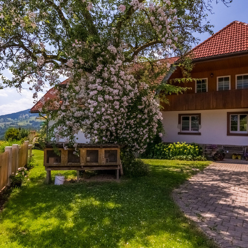 Hasenstall unter einem bl&uuml;hendem Baum im Hintergrund das Wohnhaus Wuchner - 