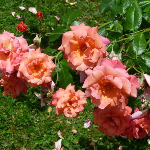 Rosenstrauch beim gesch&uuml;tzten Terrassenfreisitz - 