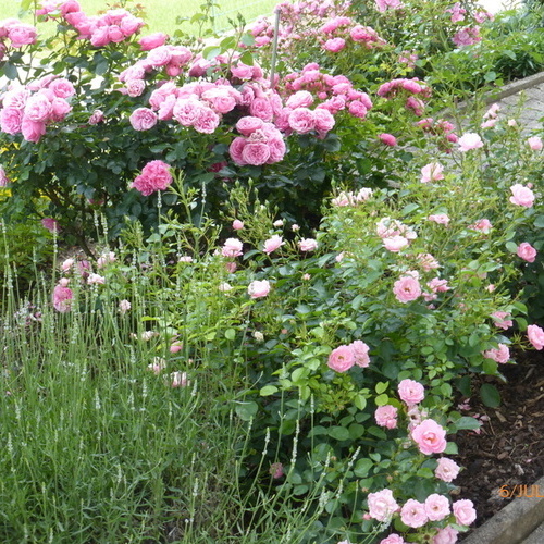Blick aus der Ferienwohnung auf Rosenstr&auml;ucher   - 