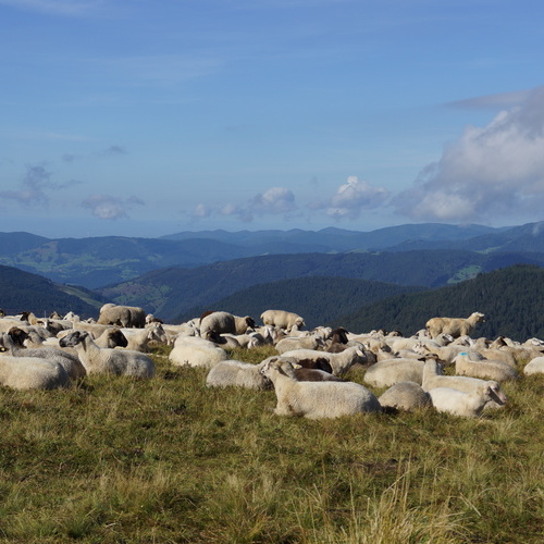 Eine Schafherde auf einer Wiese  - 