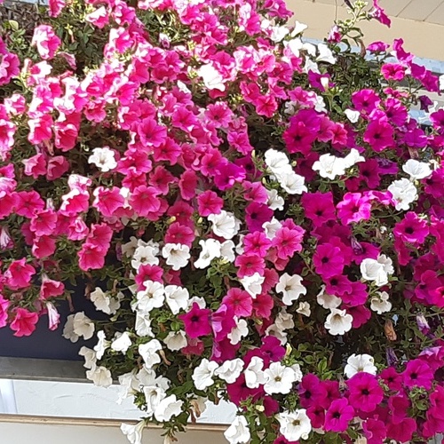 Balkonblumen in pink und wei&szlig;  - 